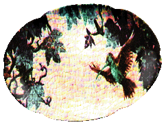 slideshow